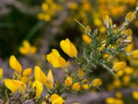 Ulex europaeus Bäckhalladalen, Simrishamn, Skåne, Sweden 20190518_0109