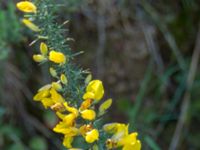 Ulex europaeus Monte de Agua, Tenerife, Canary Islands, Spain 20110222 037