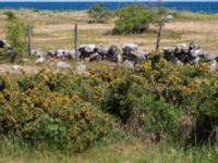 Ulex europaeus Vårhallen, Simrishamn, Skåne, Sweden 20160606_0071