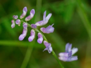 Vicia cassubica - Danzig Vetch - Backvicker