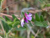 Vicia cassubica Käglinge hästbacke, Malmö, Skåne, Sweden 20180612_0021