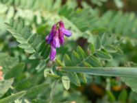 Vicia cassubica Rynke, Ljungbyhed, Klippan, Skåne, Sweden 20180711_0047