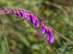 Vicia cracca - Tufted Vetch - Kråkvicker