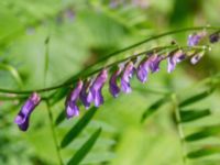 Vicia cracca Limhamns kyrkogård, Malmö, Skåne, Sweden 20210613_0029