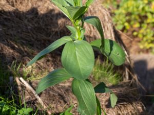 Vicia faba - Broad Bean - Bondböna