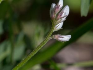 Vicia hirsuta - Hairy Tare - Duvvicker