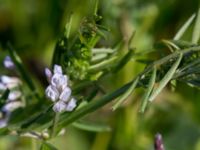 Vicia hirsuta Klosterängshöjden, Lund, Skåne, Sweden 20150612_0016