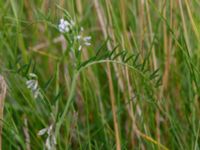 Vicia hirsuta Lagunens småbåtshamn, Ribersborg, Malmö, Skåne, Sweden 20160725_0039