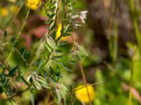 Vicia hirsuta Limhamns kalkbrott, Malmö, Skåne, Sweden 20150623_0017