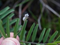 Vicia hirsuta Skånegården, Bunkeflostrand, Malmö, Skåne, Sweden 20170517_0046