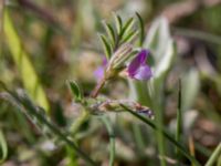 Vicia lathyroides Haväng, Simrishamn, Skåne, Sweden 20150511_0071