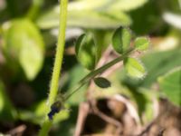 Vicia lathyroides Vombs vattenverk, Lund, Skåne, Sweden 20150511_0109