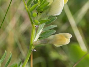 Vicia lutea - Yellow Vetch - Gulvicker