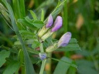 Vicia sativa ssp. segetalis Bastion Uppsala, Malmö, Skåne, Sweden 20200606_0007