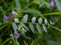 Vicia sepium Ensligheten, Ystad, Skåne, Sweden 20170620_0084