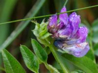 Vicia sepium Lyckås, Fyledalen, Ystad, Skåne, Sweden 20191006_0169