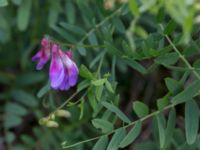 Vicia sepium ssp. sepium Södra Sandby, Lund, Skåne, Sweden 20150902_0028