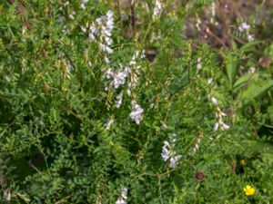 Vicia sylvatica - Wood Vetch - Skogsvicker