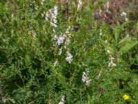 Vicia sylvatica Fjärilsvägen, Grinduga, Gävle, Gästrikland, Sweden 20150705_0430