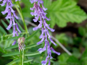 Vicia tenuifolia - Fine-leaved Vetch - Luktvicker