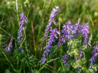 Vicia tenuifolia Emporia, Malmö, Skåne, Sweden 20180602_0034