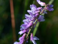 Vicia tenuifolia Emporia, Malmö, Skåne, Sweden 20180602_0036