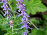 Vicia tenuifolia Halltorps Hage, Borgholm, Öland, Sweden 20170525_0332