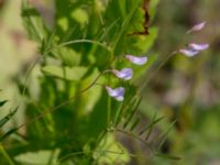 Vicia tetrasperma Limhamns kalkbrott, Malmö, Skåne, Sweden 20150621_0016