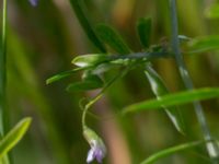 Vicia tetrasperma Säbyholmsvägen, Landskrona, Skåne, Sweden 20160711_0112