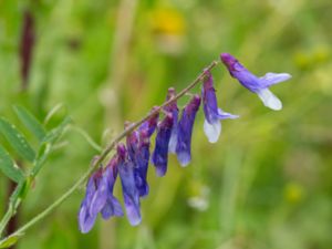 Vicia villosa - Fodder Vetch - Luddvicker