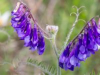 Vicia villosa Vanningen, Vellinge, Skåne, Sweden 20240613_0025