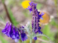 Vicia villosa Vanningen, Vellinge, Skåne, Sweden 20240613_0027