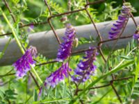 Vicia villosa ssp. varia Östervärn, Malmö, Skåne, Sweden 20190531_0039