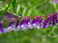 Vicia villosa ssp. varia Östervärn, Malmö, Skåne, Sweden 20190531_0040