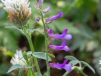 Vicia villosa ssp. varia Botaniska trädgården, Lund, Skåne, Sweden 20180816_0040