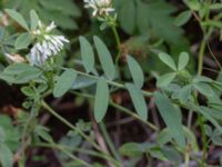 Vicia villosa ssp. varia Botaniska trädgården, Lund, Skåne, Sweden 20180816_0041