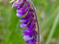 Vicia villosa ssp. villosa Ladugårdsmarken, Lund, Skåne, Sweden 20190602_0286