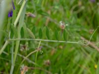 Vicia villosa ssp. villosa Ladugårdsmarken, Lund, Skåne, Sweden 20190602_0287