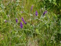 Vicia villosa ssp. villosa Lidängelunds rekreationsområde, Malmö, Skåne, Sweden 20210607_0021