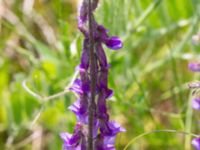 Vicia villosa ssp. villosa Lindängelunds rekreationsområde, Malmö, Skåne, Sweden 20210607_0020