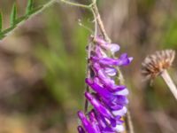 Vicia villosa ssp. villosa Vanningen, Vellinge, Skåne, Sweden 20230610_0034