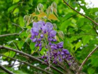 Wisteria sinensis Tunisborg f.d. plantskola, Lund, Skåne, Sweden 20230523_0082