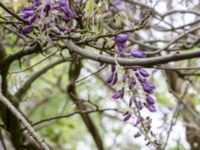 Wisteria sinensis Tunisborg f.d. plantskola, Lund, Skåne, Sweden 20230523_0083