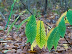 Castanea sativa - Sweet Chestnut - Äkta kastanj