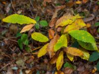 Castanea sativa Hällevik, Simrishamn, Skåne, Sweden 20181124_0097