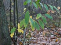 Castanea sativa Salvikendungen, Kävlinge, Skåne, Sweden 20151108_0006