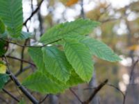 Castanea sativa Salvikendungen, Kävlinge, Skåne, Sweden 20151108_0009