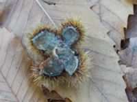 Castanea sativa Salvikendungen, Kävlinge, Skåne, Sweden 20151108_0010