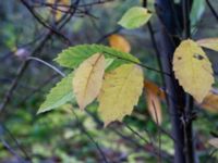 Castanea sativa Salvikendungen, Kävlinge, Skåne, Sweden 20151108_0011