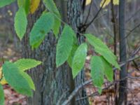 Castanea sativa Salvikendungen, Kävlinge, Skåne, Sweden 20151108_0012